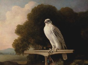 Greenland Falcon by George Stubbs Oil Painting