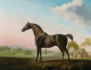 Lord Grosvenor's Sweet William In A Landscape by George Stubbs Oil Painting