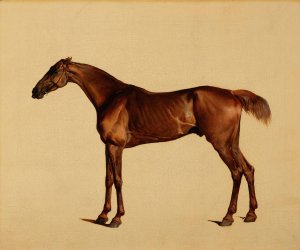 Pangloss by George Stubbs Oil Painting