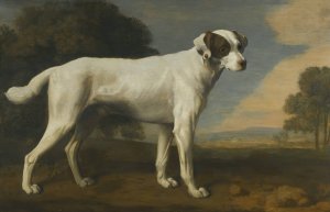 Viscount Gormanston's White Dog by George Stubbs Oil Painting
