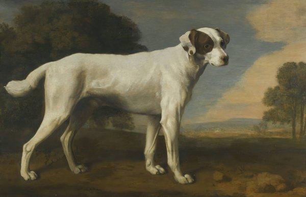 Viscount Gormanston's White Dog  by George Stubbs - Hand-Painted Oil Painting Reproduction