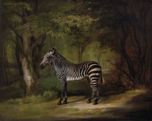 Zebra by George Stubbs Oil Painting