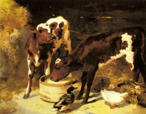 Calves Feeding