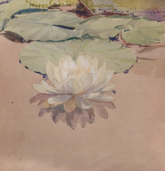 White Water Lily  by George Walter Dawson - Hand-Painted Oil Painting Reproduction