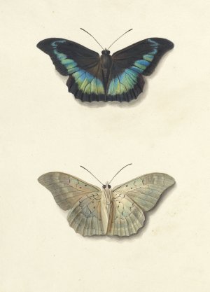 Boven- en onderaanzicht van een vlinder by Georgius Jacobus Johannes Van Os Oil Painting