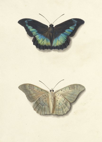 Main Product Photo of Boven- en onderaanzicht van een vlinder  Painting by Georgius Jacobus Johannes Van Os