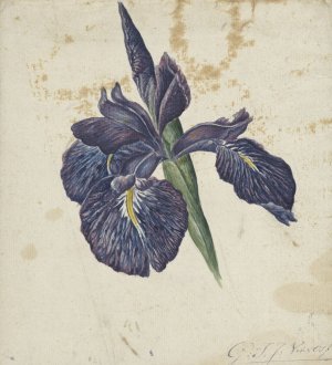 Iris by Georgius Jacobus Johannes Van Os Oil Painting