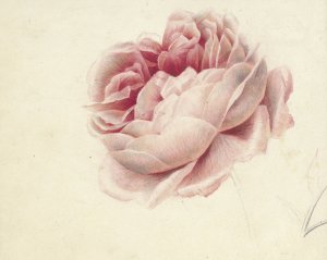 Roze roos by Georgius Jacobus Johannes Van Os Oil Painting
