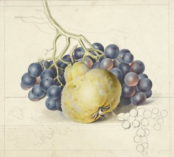 Main Product Photo of Stilleven met druiven en een peer  Painting by Georgius Jacobus Johannes Van Os