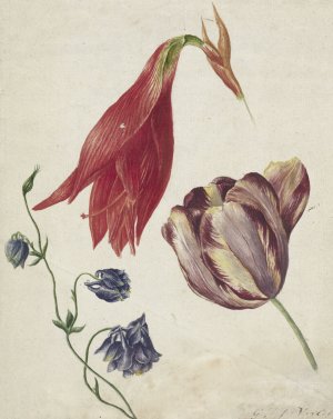 Tulp, akelei en amaryllis by Georgius Jacobus Johannes Van Os Oil Painting