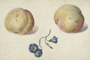 Twee perzikken en een bloem by Georgius Jacobus Johannes Van Os Oil Painting