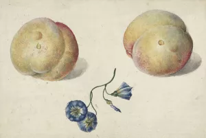 Twee perzikken en een bloem by Georgius Jacobus Johannes Van Os Oil Painting