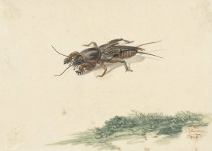 Insect by Gerard Sanders Oil Painting