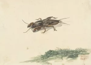 Insect by Gerard Sanders Oil Painting