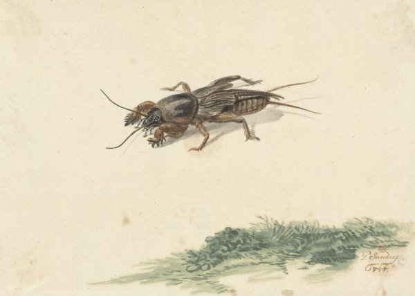 Insect  by Gerard Sanders - Hand-Painted Oil Painting Reproduction