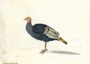 A Turkey Hen by Gerardus Van Veen Oil Painting