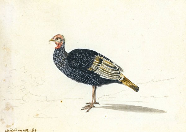 Main Product Photo of A Turkey Hen  Painting by Gerardus Van Veen
