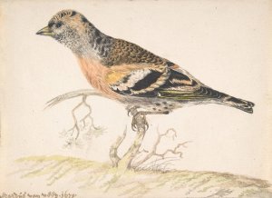 Bramling by Gerardus Van Veen Oil Painting