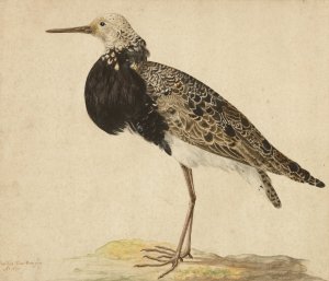 Standing Ruff by Gerardus Van Veen Oil Painting