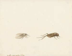 Twee Insecten by Gerardus Van Veen Oil Painting