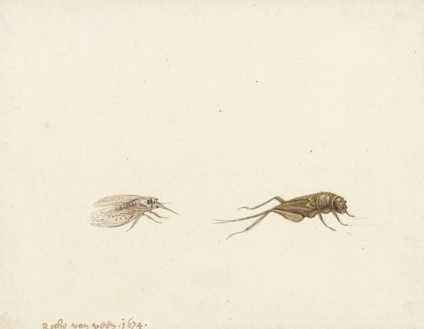 Main Product Photo of Twee Insecten  Painting by Gerardus Van Veen