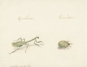 Twee Insecten by Gerardus Van Veen Oil Painting