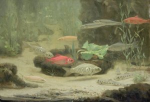 Gold and Silverfish in an Aquarium by Gerrit Willem Dijsselhof Oil Painting