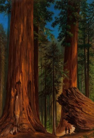Redwood Forest, Yosemite Valley by Gilbert Davis Munger Oil Painting