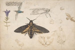 Studies of a Gentian, Moth, Birds, Cats, Interlacing Motif, and Greek Frets by Giorgio Di Giovanni Oil Painting