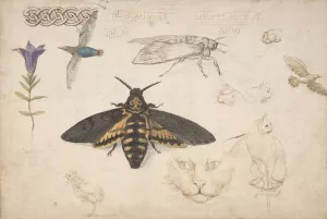 Studies of a Gentian, Moth, Birds, Cats, Interlacing Motif, and Greek Frets by Giorgio Di Giovanni Oil Painting