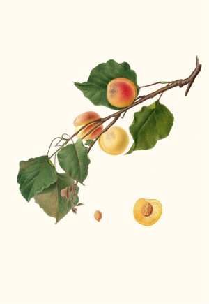 Albicocca Alessandrina a Mandorla Amara. (Armeniaca Alexandrina ; Apricot) by Giorgio Gallesio Oil Painting