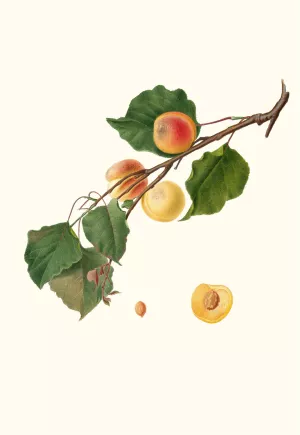 Albicocca Alessandrina a Mandorla Amara. (Armeniaca Alexandrina ; Apricot) by Giorgio Gallesio Oil Painting