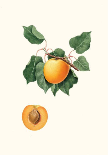 Main Product Photo of Albicocca di Germania. (Vulgaris Germanica)  Painting by Giorgio Gallesio