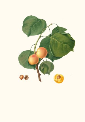 Albicocca luciente o, siu Alessandrina gialla precoce. (Yellow apricot) by Giorgio Gallesio Oil Painting