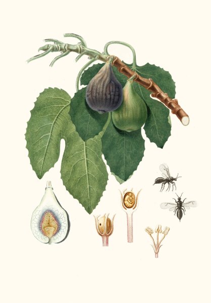 Main Product Photo of Caprifico  Painting by Giorgio Gallesio