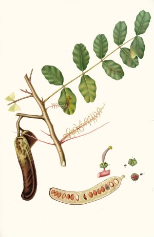 Carobba. (Ceratonia ; Ceratonia siliqua ; Carob, St. John's bread ; Locust bean) by Giorgio Gallesio Oil Painting