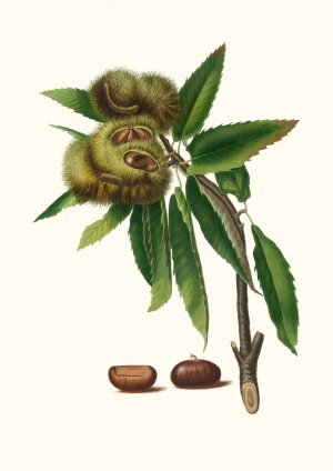 Castagna marrona. (Castanea sativa ; Spanish chestnut) by Giorgio Gallesio Oil Painting