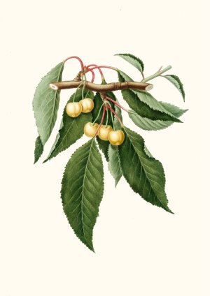 Cilegia gialla Duracina. (Cerasus Duracina ; Cherry) by Giorgio Gallesio Oil Painting