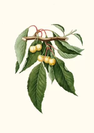 Cilegia gialla Duracina. (Cerasus Duracina ; Cherry) by Giorgio Gallesio Oil Painting