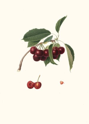 Cilegia visciolona. (Cerasus visciola ; Cherries) by Giorgio Gallesio Oil Painting