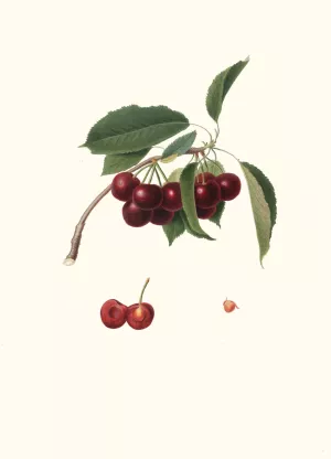 Cilegia visciolona. (Cerasus visciola ; Cherries) by Giorgio Gallesio Oil Painting