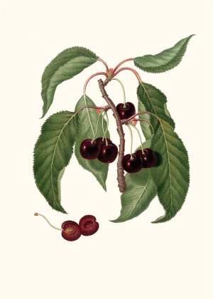 Ciliega Napoletana. (Cerasus Duracina ; Hard-fleshed cherry) by Giorgio Gallesio Oil Painting