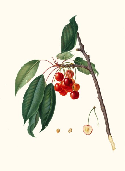 Main Product Photo of Ciliegia acquajuola. (Cerasus ; Ciliegio acquaiolo ; Cherries)  Painting by Giorgio Gallesio