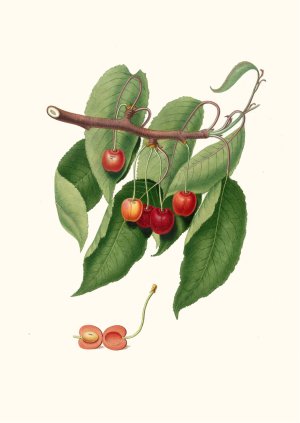 Ciliegia duracina rossa. (Cerasus cordiformis duracina ; Cherry) by Giorgio Gallesio Oil Painting