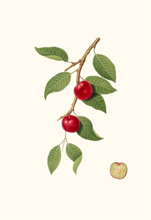 Ciliegia Susina. (Myrobalan plum, cherry plum) by Giorgio Gallesio Oil Painting