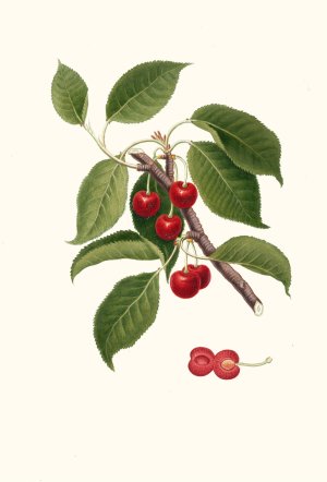 Ciliegia visciola. (Cerasus visciola ; Sour cherry) by Giorgio Gallesio Oil Painting