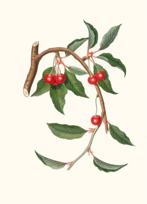 Ciligia viscilina. (Ciliegio visciolino ; Cherry) by Giorgio Gallesio Oil Painting