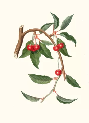 Ciligia viscilina. (Ciliegio visciolino ; Cherry) by Giorgio Gallesio Oil Painting