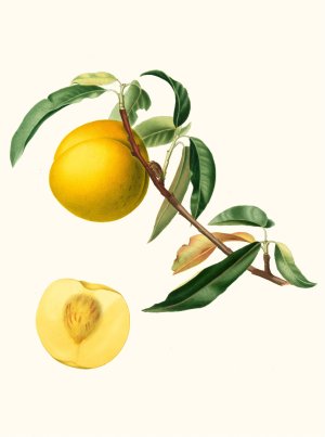 Cotogna Durana massima o, Giallona di Verona. (Persica Julodermis cotonea ; Giallona of Verona ; Peaches) by Giorgio Gallesio Oil Painting