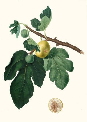 Fico Albo. (Ficus carica ; Fig) by Giorgio Gallesio Oil Painting